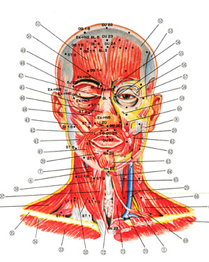 Fig. 1. Traditional map of acupoints