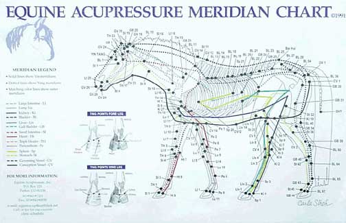 meridianos de un caballo