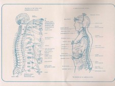 cssheader=[mhead1] header=[relation_padma_organs.JPG] cssbody=[mbody1] body=[<br><em>02/12/2005 01:07</em>]