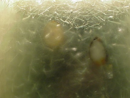 cssheader=[mhead1] header=[agua.JPG] cssbody=[mbody1] body=[<br><em>02/12/2005 03:11</em>]